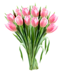 Pink Tulips Transparent PNG Clipart Picture