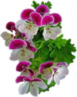 Pink Violet Flower PNG Clipart
