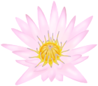 Pink Water Lily Clipart Image