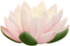 Pink Water Lily Flower PNG Clipart