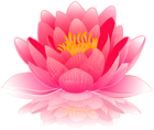 Pink Water Lily PNG Clip Art Image