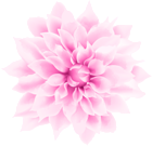 Pink White Flower PNG Clipart