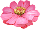 Pink Zinnia Flower Transparent Image