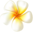 Plumeria Flower Transparent PNG Clip Art Image