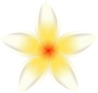 Plumeria White Flower PNG Clipart