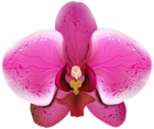 Pnk Orchid Transparent PNG Clip Art Image