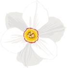 Poeticus Daffodil Flower Transparent PNG Clip Art Image