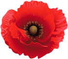 Poppy Clipart Image | Gallery Yopriceville - High-Quality Free Images