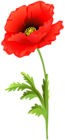Poppy Flower PNG Clip Art Image