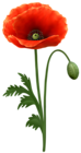 Poppy Flower PNG Transparent Clipart