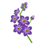 Porple Flower Transparent Clipart