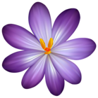 Purple Crocus Flower PNG Clipart Image