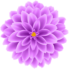 Purple Dahlia Flower Transparent Clipart
