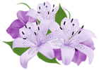 Purple Exotic Flowers PNG Clipart Image