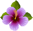 Purple Flower Transparent Clip Art Image | Gallery Yopriceville - High