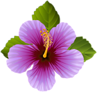 Purple Flower Transparent Clip Art Image