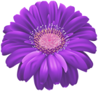 Purple Gerber Flower PNG Transparent Clipart