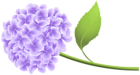 Purple Hortensia PNG Clip Art