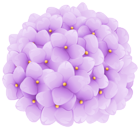 Purple Hortensia Transparent Image
