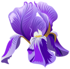 Purple Iris Flower PNG Clipart