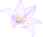 Purple Lilium Flower PNG Clipart