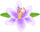 Purple Lilium Flower PNG Transparent Clipart