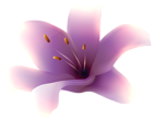 Purple Lily Flower PNG Transparent Clipart