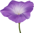Purple Morning Glory Flower PNG Clip Art Image