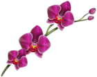 Purple Orchid Clipart PNG Image