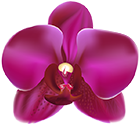 Purple Orchid PNG Clipart