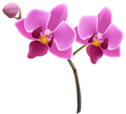 Purple Orchid PNG Clipart Image