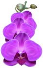 Purple Orchid PNG Transparent Clip Art Image