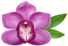 Purple Orchid Transparent PNG Clip Art Image