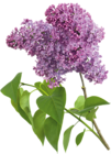 Purple Transparent Lilac Clipart