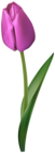 Purple Tulip Flower Transparent Image