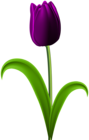 Purple Tulip Transparent PNG Clip Art Image