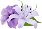 Purple Two Exotic Flowers PNG Clipart Image