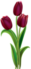 Red Dark Tulips PNG Clipart Image