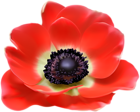 Red Flower PNG Clip Art Image