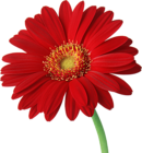 Red Gerber Daisy with Stem Clipart
