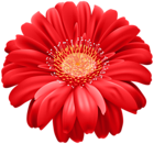 Red Gerber Flower PNG Transparent Clipart