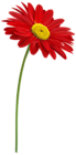 Red Gerber with Stem PNG Clipart Image