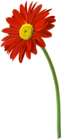 Red Gerbera Flower PNG Clip Art Image