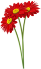 Red Gerbers PNG Clipart Image