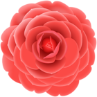 Red Japanese Camellia PNG Clipart