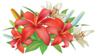Red Lilies Flowers Decoration PNG Clipart Image