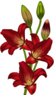 ЛИЛИЯ клипарт Red_Lilium_Clipart