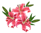 Red Lilium PNG Clipart Picture