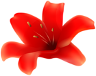 Red Lily Flower PNG Transparent Clipart