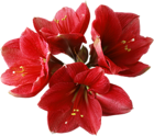Red Orchid PNG Clipart